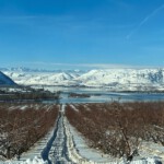 Washington apple trees