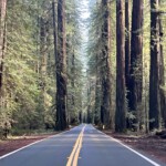 Start of the Avenue of the Giants