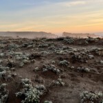 Dunescape