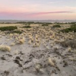 Evening in the dunes
