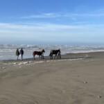 Horses on Bullard Beach