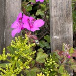 January bloom in Mendecino