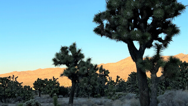Joshua trees early morning