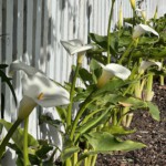 Lillies of the fence