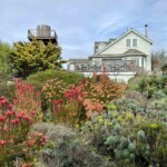 Mendecino garden from the street