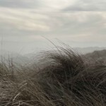 Misty dunes
