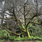 Not a redwood in redwood country