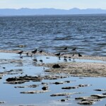 Salton Sea shoreline birds