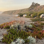 Wrights Beach campsite