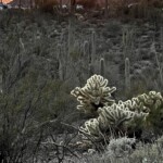 cacti waiting for dark