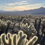 cholla cactus