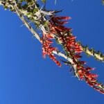 a rarre desert bloom in January