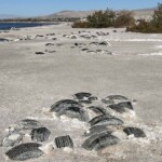 from the fifties when LA residents had boat docks on the SaltonSea