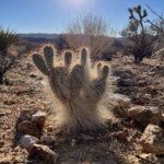 hairy inhabitant of Joshua Tree Park