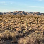 Joshua trees struggle in some areas