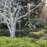 Shore park garden - originally created in 1906