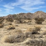and no Joshua trees in southern part of the Park