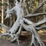 Tree root Art by Nature
