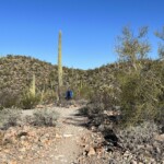 This cactus is a lot taller than CrossCountry Bob