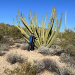 CrossCountry Bob sizes up organ pipe cactus