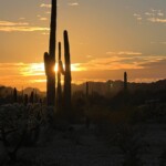 cacti at sunset