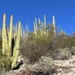 organ pipe cacti