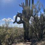 this cactus has problems - is it Liberal or Conservative? Send in your vote/comment :)