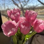 Tulips for Peggie - colour in the desert