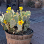 Cactus blooms