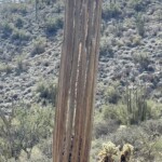 cactus skeleton - indigenous people had many uses for these