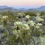 more cholla cacti