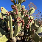 Cactus fruit- well, if I was starving in the desert...