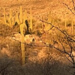 Sunset golden hour - saguaro cacti