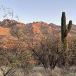 Saguaro cactus sunrise