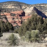 the plant is the star here, not the red cliffs
