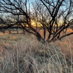 sunset tree - golden hour for painting light