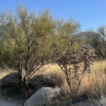 Seen enough desert yet? CrossCountry Bob is close to that.