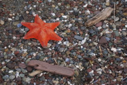 ocean star