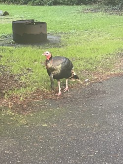 No worries about Thanksgiving