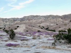 blooms in Painted Canyon