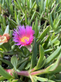 first flowers