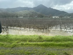 water among the vines